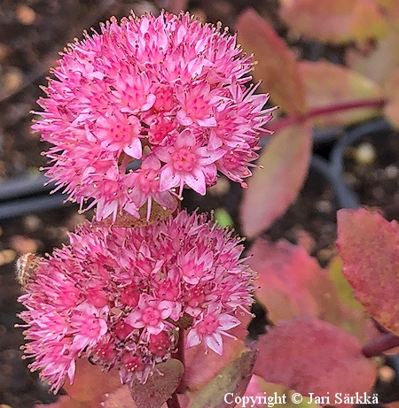 Sedum telephium 'Pastel Lady' punaisomaksaruoho
